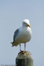 Silbermöve (2 von 5).jpg